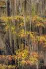 Bald Cypress tree draped in Spanish moss with fall colors Caddo Lake State Park-Uncertain-Texas Art Print